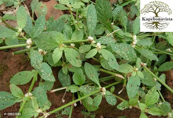 Baishnab Sachisak  mcGarundi Guroo Sessile Joyweed Dwarf copperleaf it is a plant not a seed1PIECE-thumb0