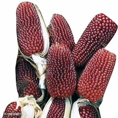 Baishnab corn sed 20 ps ddrtfCorn  Seeds  VXL 82520PIECE