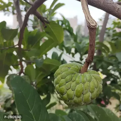 Baishnab  Custard Apple Live Plant Disha2005313