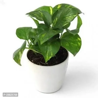 Baishnab  mmq01 Money Plant-thumb0