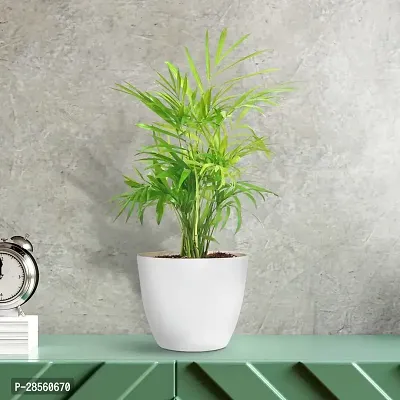 Baishnab Areca Palm plam3-thumb2