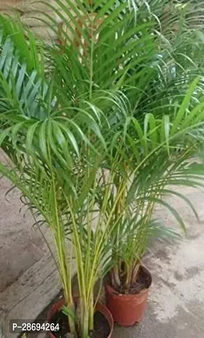 Baishnab Areca Palm FD_Areca Palm Plant_X6Y-thumb0