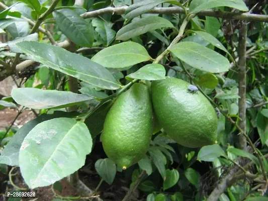 Baishnab Lemon Plant Gandharaj Lemon00001