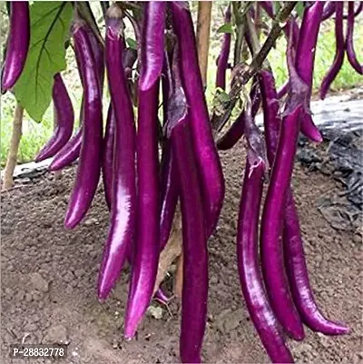 Baishnab Brinjal Seed 750ps mc drtNon Gmo Brinjal Seeds For Planting F1 Hybrid Seeds FB637750PIECE