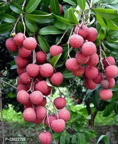 Baishnab  Ellaichi Litchi Plant HybridCFA113 Litch-thumb0