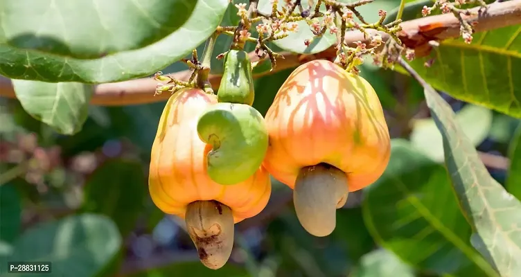 Baishnab  CashewnutHybrid Plant0177 Cashew Apple P-thumb0