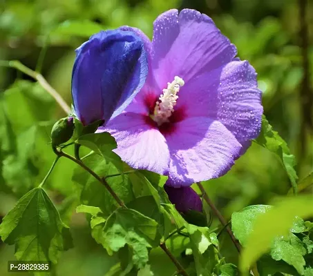 Baishnab  Hibiscus blue CF300061 Hibiscus Plant-thumb0