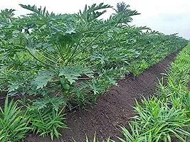 Baishnab papita seed 100 ps gfF1 Hybrid Papaya Seeds Papite Ke Beej For Planting FP14100PIECE-thumb1