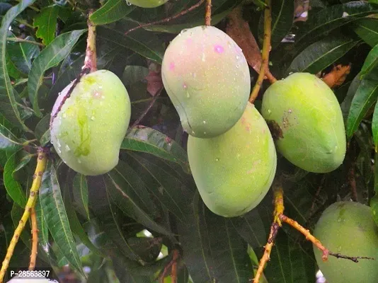 Baishnab Mango Plant Kishan Bhog Mango Plants Hybrid and Dwarf Variant