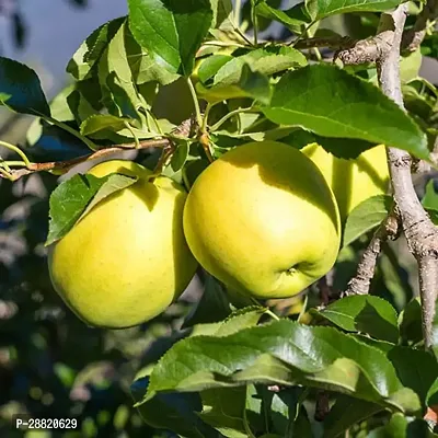 Baishnab  Golden Apple Plant7 Apple Plant