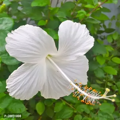 Baishnab  Hibiscus plant 25 Hibiscus Plant-thumb0