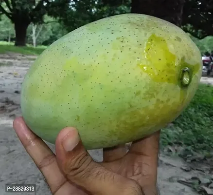 Baishnab  Fazli mango plant Mango Plant