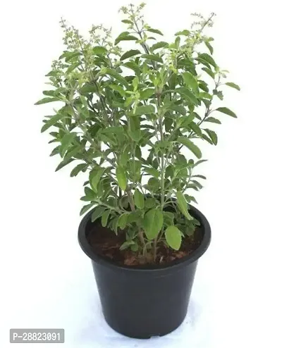 Baishnab  TULSI 001 Tulsi Plant-thumb0