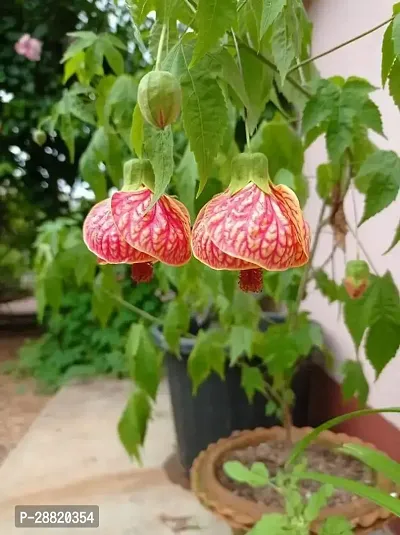 Baishnab  Lanthan Hibiscus Hibiscus Plant-thumb0