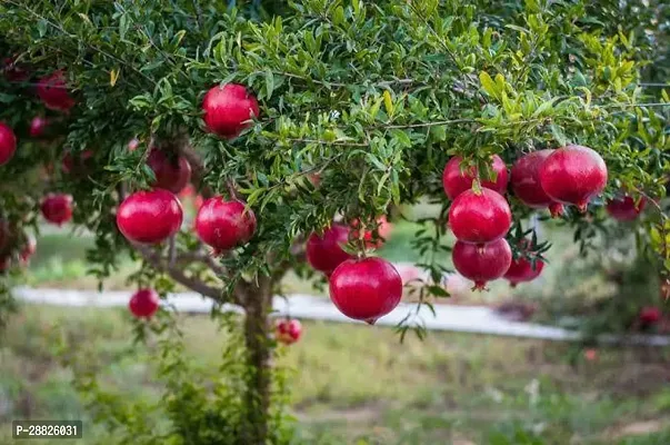 Baishnab  ll11 Pomegranate Plant-thumb0