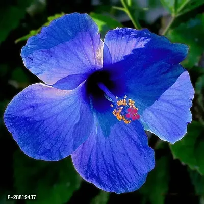 Baishnab  BLUE HIBISCUS Hibiscus Gudhal Flower Plan-thumb0