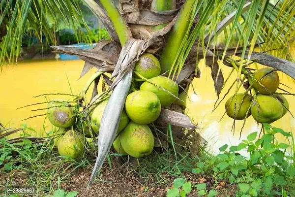 Baishnab  Coconut Fruit Plant CP006 Coconut Plant