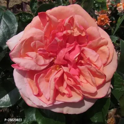 Baishnab  Hybrid Live Rose PlantCF0160 Rose Plant