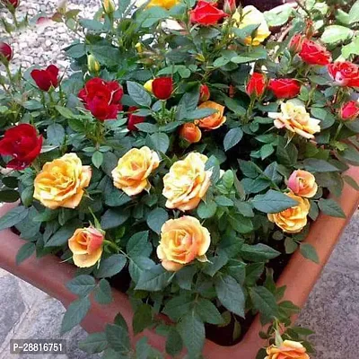 Baishnab  Exotic 12 Roses Garden Pack Rose Plant-thumb0