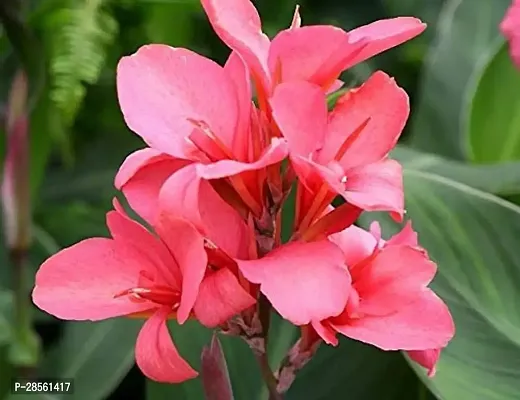 Baishnab Canna Lily Plant greenhousestore