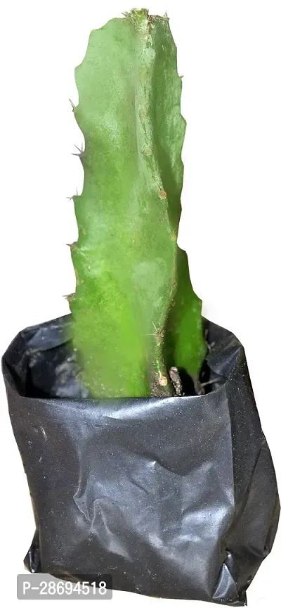 Baishnab Dragon Tree Dragon Fruit Plant-thumb0