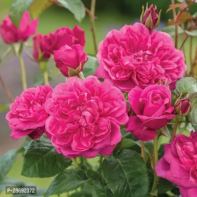 Baishnab Rose Plant Gardens Hybrid Red Rose Flower Plant (Live Plant. Variety Roses) 1- Healthy Plant-thumb0