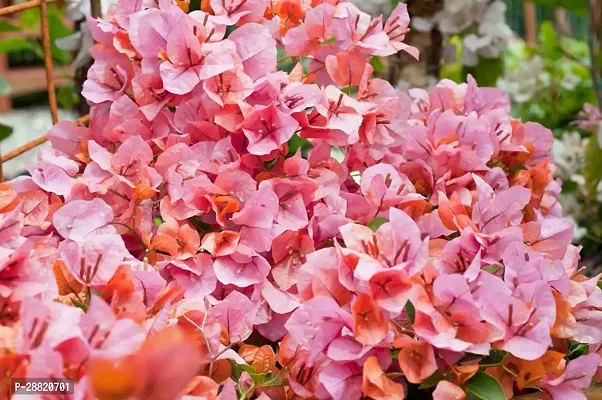 Baishnab  bbo11 Bougainvillea Plant