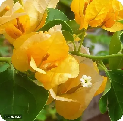 Baishnab  Bougainvillea Plant CF00021 Baugainvill-thumb0