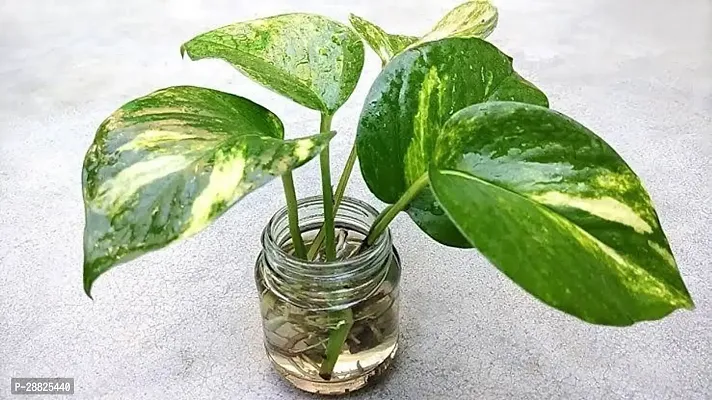 Baishnab  mu Money Plant-thumb0