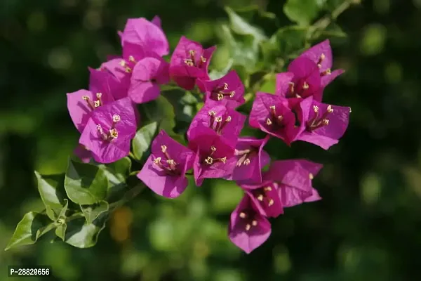 Baishnab  bbi11 Bougainvillea Plant