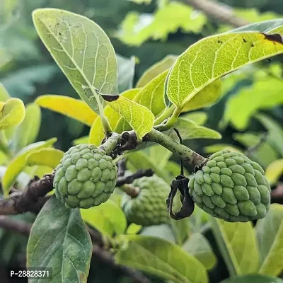 Baishnab  Custard Apple Live Plant Disha309026 C