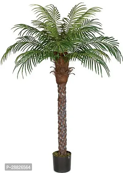 Baishnab  ARECA PLAM13 Areca Palm