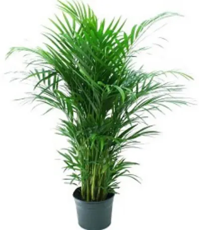 Hot Selling Plant & Planters 