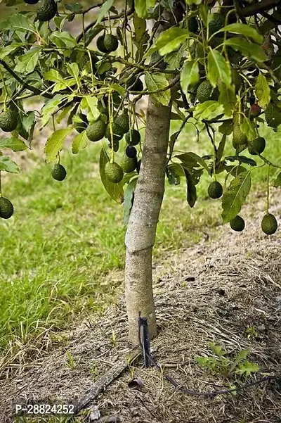 Baishnab  Reed Avocado Live PlantCF20 Avocado Pla