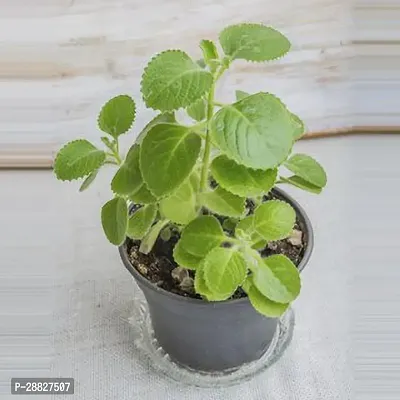 Baishnab  GSDLANTOJ1050 Ajwain Plant-thumb0