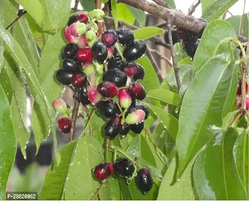 Baishnab  mun58 Jamun Plant-thumb0