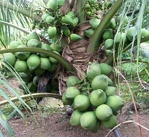 Baishnab Coconut Plant PATTA Kerala Coconut Tree Plant (1 Healthy Live Plant)-thumb1