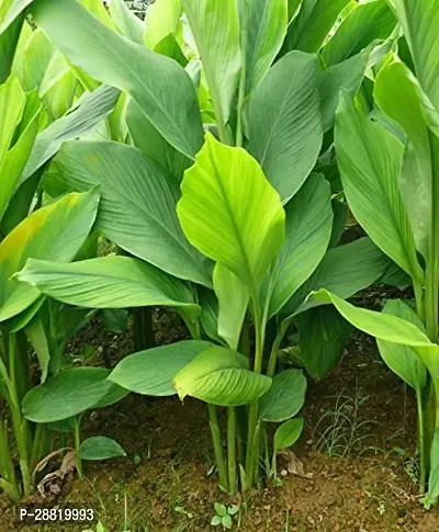 Baishnab  GHBV241 Turmeric Plant-thumb0