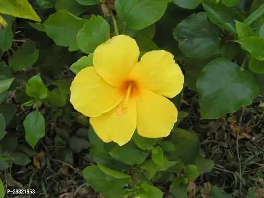 Baishnab  Hibiscus Yellow Plant CF0711 Hibiscus P