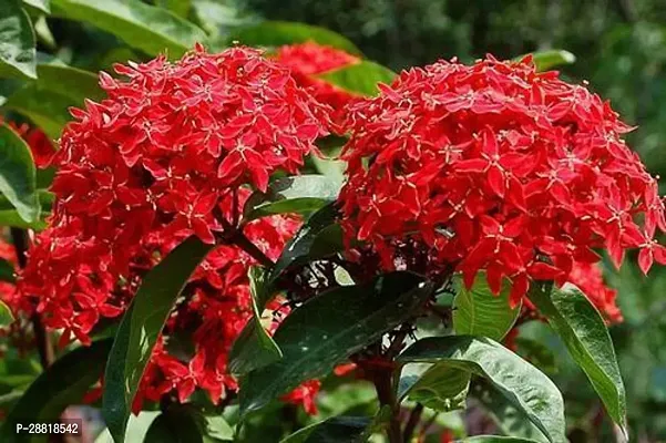 Baishnab  Ixora flowerRangoon creeper Madhumalti-thumb0