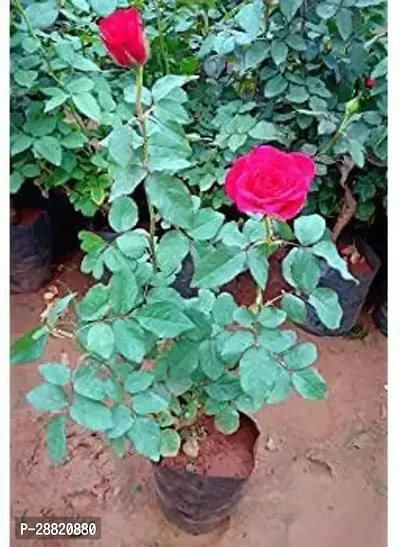 Baishnab  combo of Rose plant And jasmine Plant Ros-thumb0