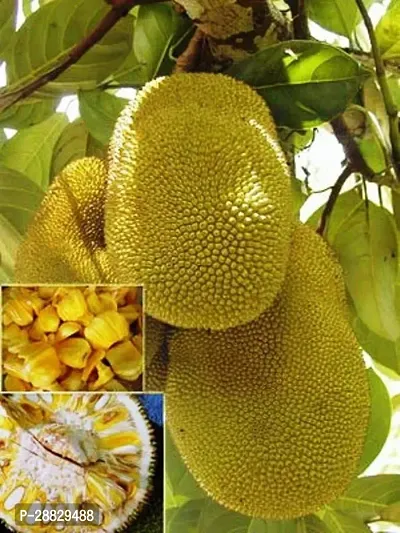 Baishnab  JackfruitKathal Live Plant CF019611 Ja