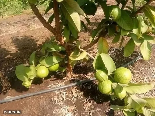 Baishnab  Mexican Cream Guava Guava Plant