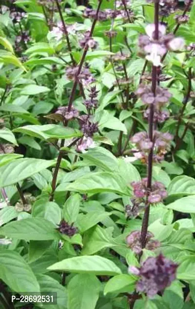 Baishnab Tulsi Plant ive plant