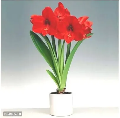 Baishnab Lily Plant Red_Lily-thumb0