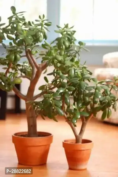 Baishnab  Bonsai Button Plant Crassula Bonsai Plant