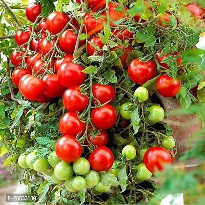 Baishnab tomaato seed 1000 ps ccsCherry Tomatoes SeedsLycopersicon1000PIECE-thumb0