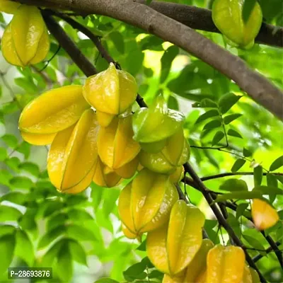 Baishnab Star Fruit Carambola Grafted Plant Star Fruit Plant (02)