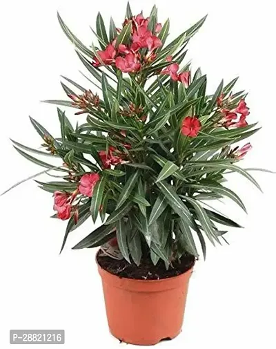 Baishnab  KanerNerium Oleander Kaner Plant-thumb0