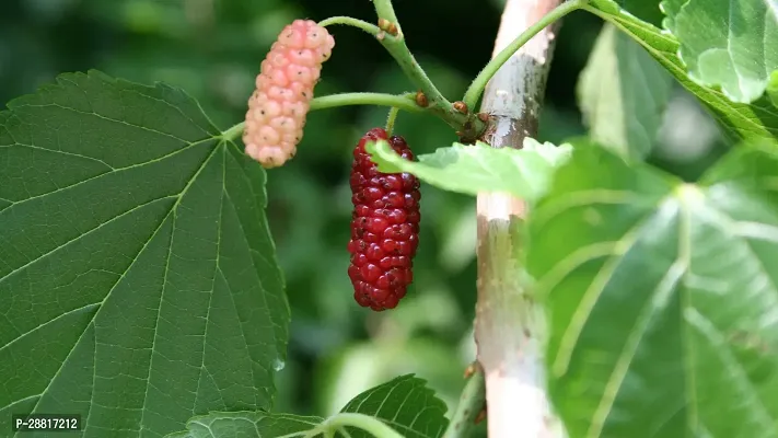 Baishnab  Mul Berry Plant 033 ShahtootMulberry Pla